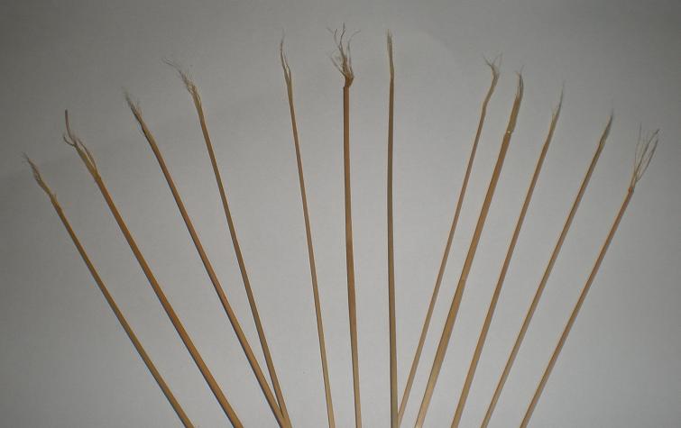 画像: 茜草 オヒジバ(コオロギ草)製　良品　12本セット