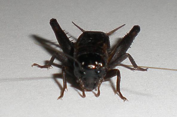画像1: マメクロコオロギ　若齢幼虫8匹セット