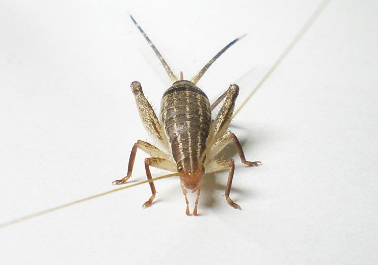 画像: リュウキュウカネタタキ・ペア　(カネタタキ最大種)西表島産